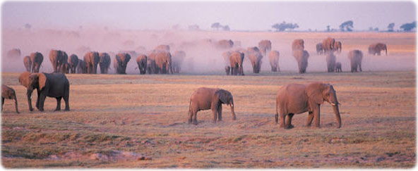 African elephants