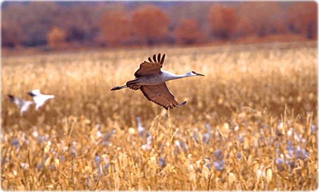 Sandhill crane